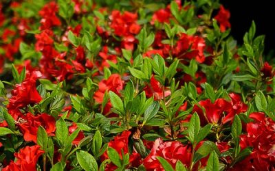 Autumn Embers™ Encore® Azalea