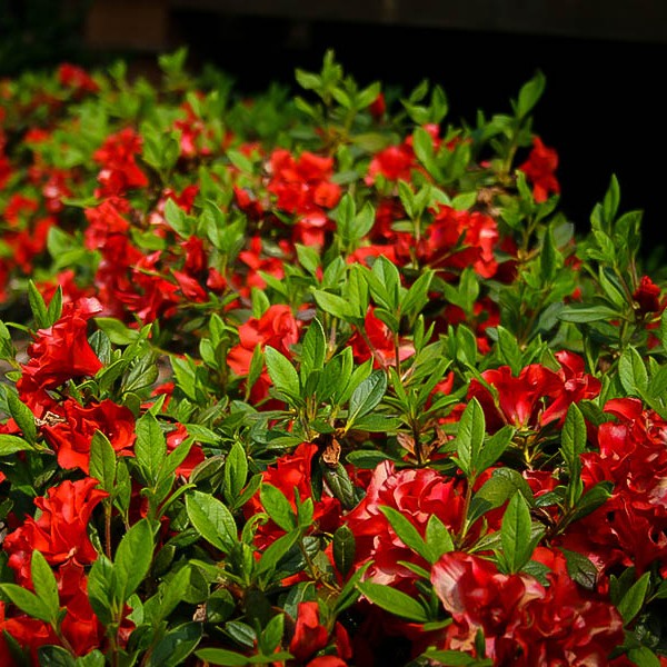 Autumn Embers™ Encore® Azalea