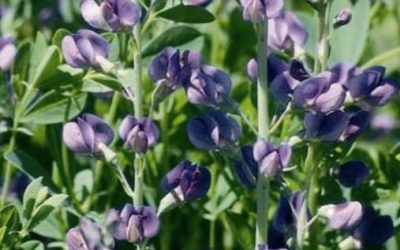 Blue False Indigo