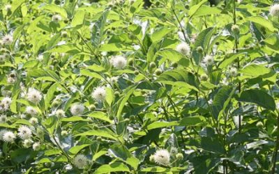 Common Buttonbush