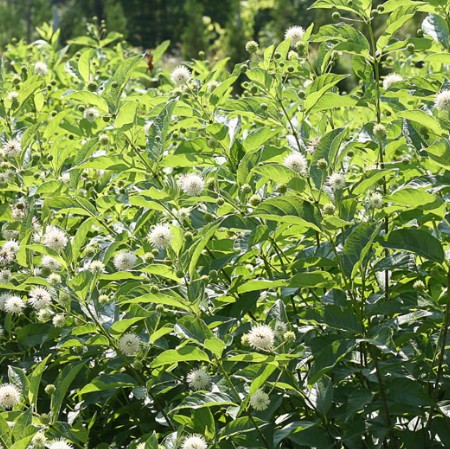 Common Buttonbush