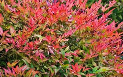 Gulf Stream Nandina