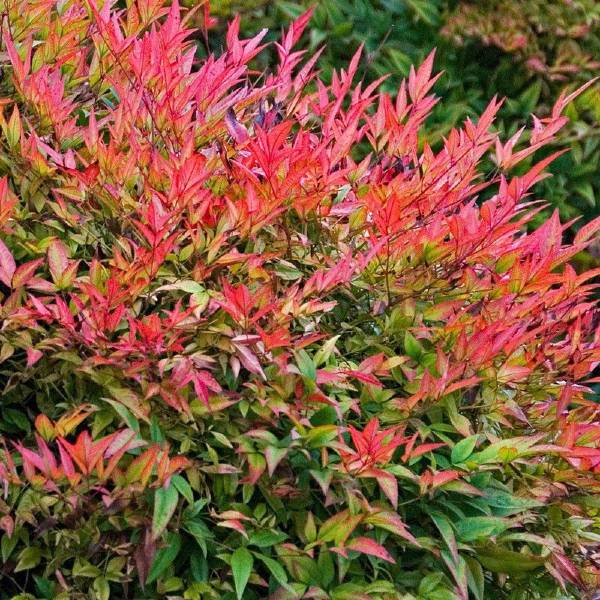 Gulf Stream Nandina