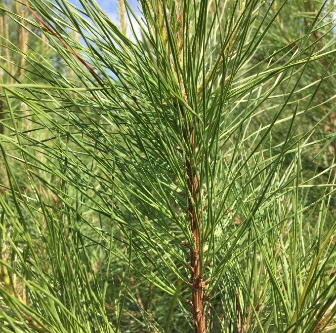 Loblolly Pine