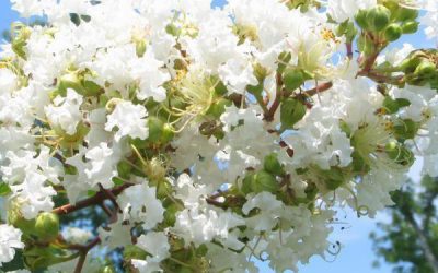 Natchez Crape Myrtle