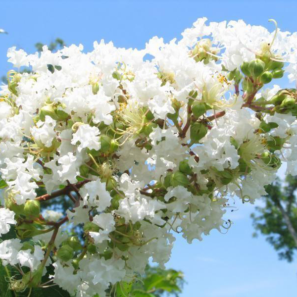 Natchez Crape Myrtle