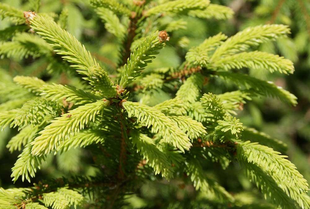 Norway Spruce