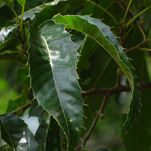 Sawtooth Oak