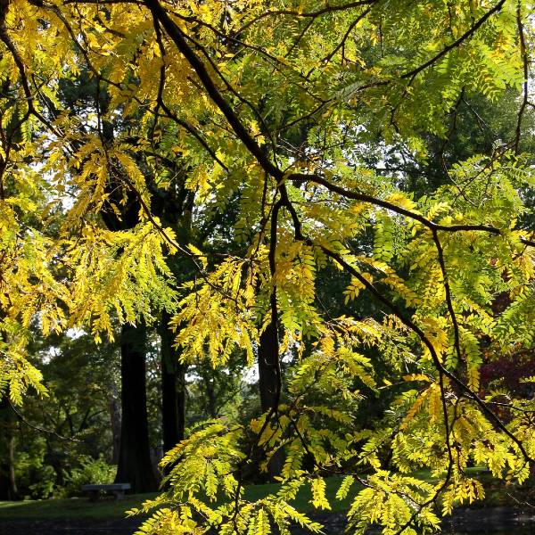 Shademaster® Honeylocust