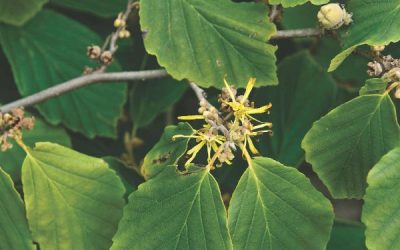 Common Witch Hazel