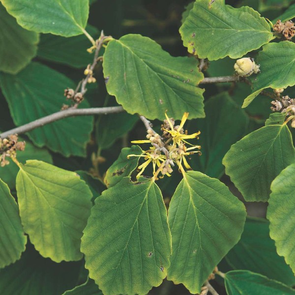 Common Witch Hazel