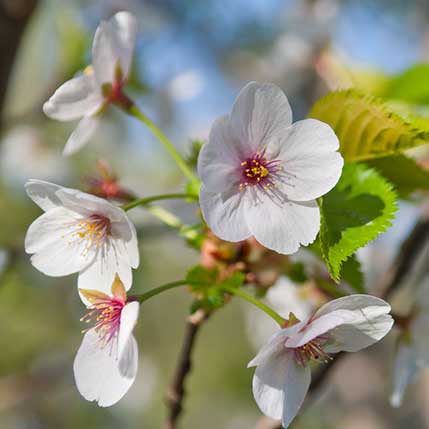 Yoshino Cherry