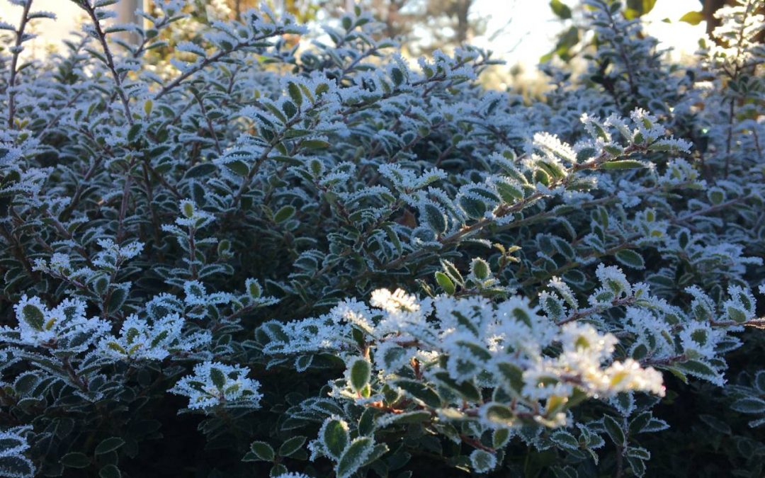 Plant Review: Holly Shrubs and Trees Part One