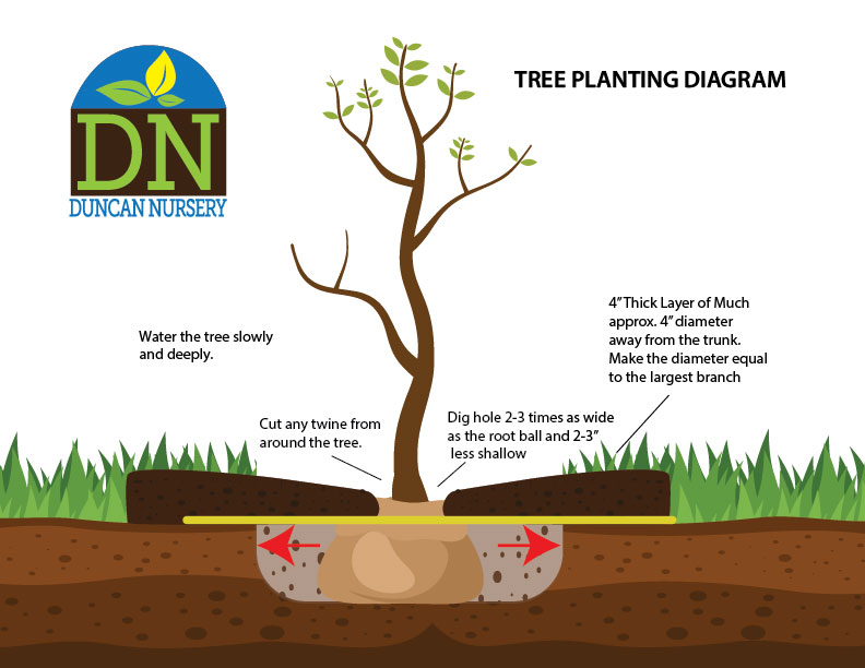Tree Planting Diagram